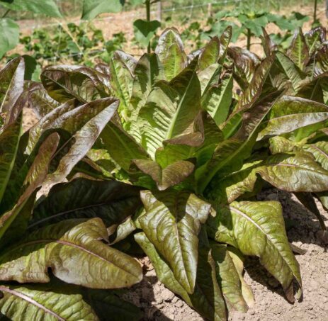 Salāti 'Devil's Ears'